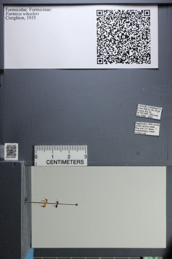 Media type: image;   Entomology 522809